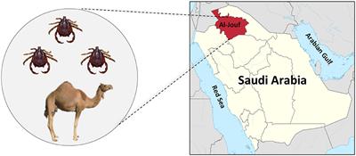 Isolation, identification and antimicrobial susceptibility of the bacteria isolated from Hyalomma dromedarii infesting camels in Al-Jouf province, Saudi Arabia